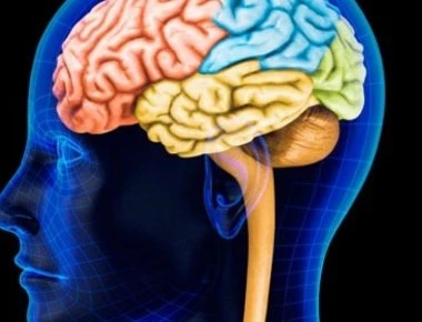 Ο μεγαλύτερος εγκέφαλος σημαίνει και περισσότερη εξυπνάδα;